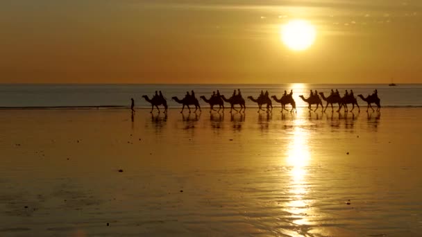 Una Vista Lateral Los Turistas Montando Camellos Atardecer Largo Playa — Vídeos de Stock