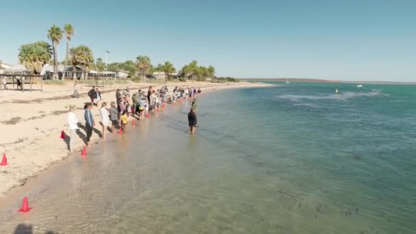 オーストラリア西部のサルミアで人気のイルカ飼料の広いショット — ストック動画