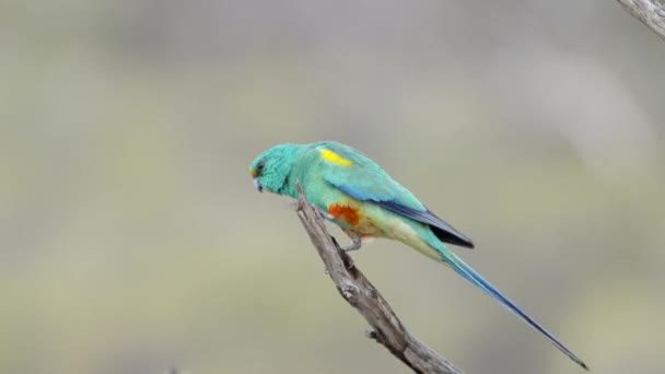 High Frame Rate Clip Male Mulga Parrot Perch Gluepot Reserve — Stock Video
