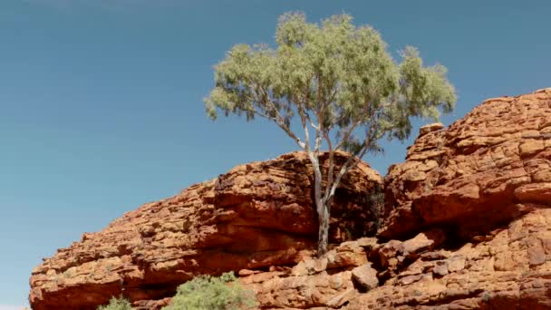 北オーストラリアのワタルカ国立公園のキングスキャニオンの岩の尾根に生えているガムの木の低い角度の眺め — ストック動画