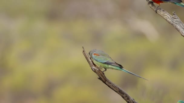 Mulga Papoušci Australské Kruhy Přistávají Větvi Stromu Rezervaci Gluepot Jižní — Stock video