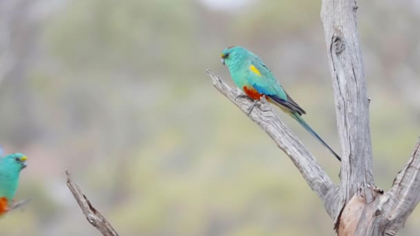 Zeitlupen Clip Von Zwei Männlichen Mulga Papageien Einem Toten Baum — Stockvideo