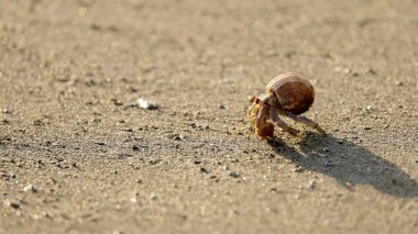 Costa rica 'daki Corcovado Ulusal Parkı' ndaki bir sahilde keşiş yengeci çekimi.