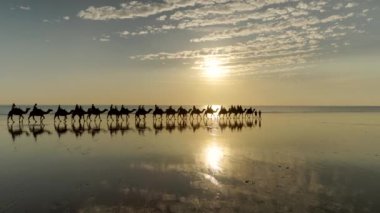 Batı Avustralya 'da Broome' da günbatımında deve sürüşünün izleme videosu.