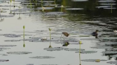 Batı Avustralya 'nın Kimberley bölgesindeki Marlgu gölünde taraklı taraklı bir Jacana, Marlgu Billabong' da yiyecek arıyor.