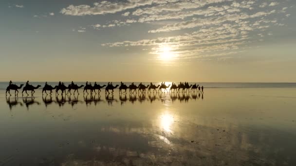 Відстежування Верблюдів Під Час Заходу Сонця Кабельному Пляжі Виїмку Західній — стокове відео