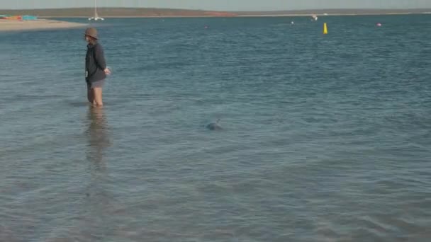 Дельфины Узкоглазые Приближаются Пляжу Обезьяньей Миа Ежедневного Кормления Западной Австралии — стоковое видео