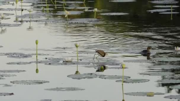 Kammad Jacana Som Födosöker Vid Marlgu Biriculong Parry Lagoons Naturreservat — Stockvideo