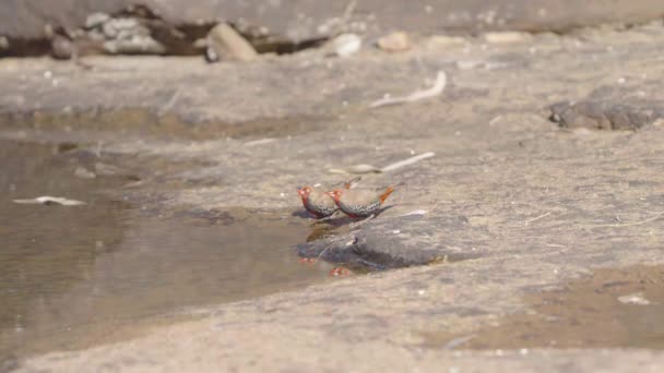 Повільний Рух Пари Розфарбованих Шматочків Ють Королівському Каньйоні Національному Парку — стокове відео