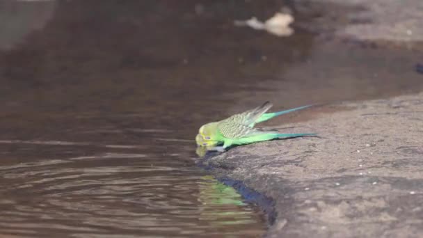 Slow Motion Side View Two Budgies Drinking Waterhole Kings Canyon — Stock Video