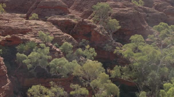 北の領土のウォラルカ国立公園のキングキャニオンで岩の形成と木のパンニングショット オーストラリア — ストック動画