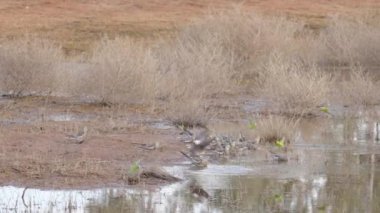 Avustralya 'nın kuzeyindeki Alice Springs yakınlarındaki Redbank su birikintisine su içmeye gelen papağan sürüsü.