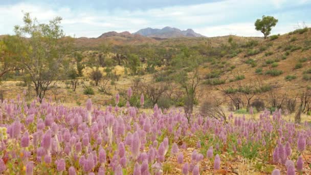 澳大利亚北部地区的Tjoritja Macdonnell国家公园 粉红色的毛拉花 与Mt Sonder相距遥远 — 图库视频影像