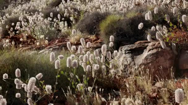 Close Mulla Mulla Wildflowers Kings Canyon Watarrka National Park Northern — Stock Video