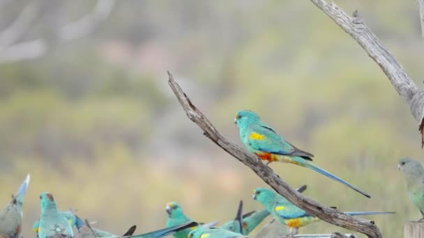 Ein Zeitlupen Clip Von Mulga Papageien Die Von Einer Wasserstation — Stockvideo