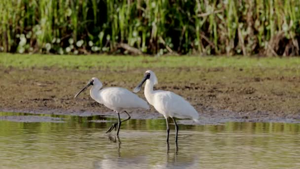 Slow Motion Shot Pair Royal Spoonbills Standing Wetland Central Coast — Stock Video