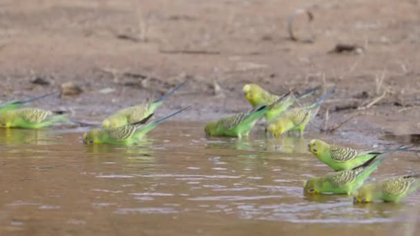 Egy Közeli Lassított Felvétel Egy Papagájrajról Amint Északi Területen Ausztráliában — Stock videók