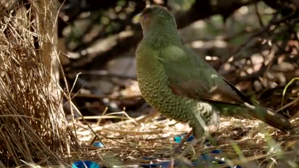 Nsw의 해안에있는 숲에서 정자에있는 Bowerbird 보어의 프레임 클로즈업 — 비디오