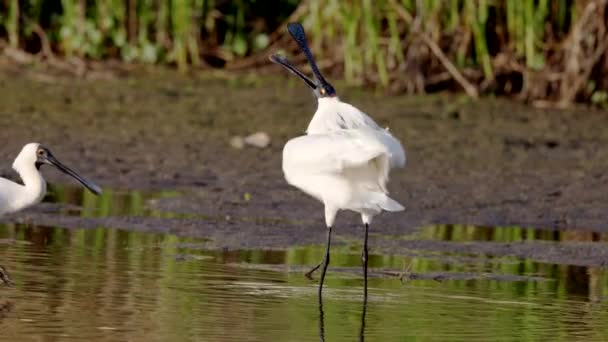 Slow Motion Clip Male Royal Spoonbill Displaying Its Crest Wetland — Stock Video