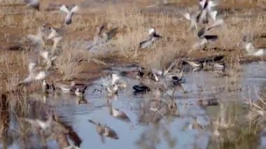 Kuzey bölgesindeki Alice Springs yakınlarındaki Redbank su birikintisindeki Hugh Nehri 'ndeki bir su birikintisinden inen ve içen papağanların yüksek çerçeve oranı klipsi.
