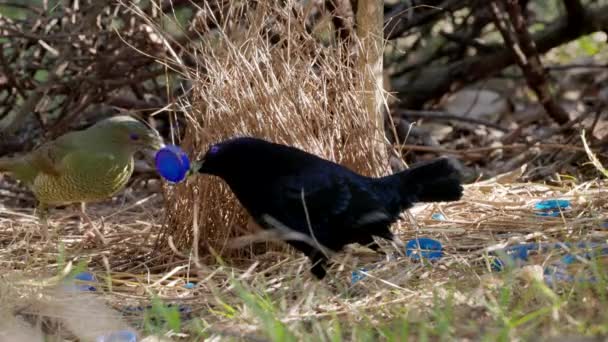 Een Vrouwelijke Satijnen Bowerbird Komt Een Mannenbower Binnen Een Bos — Stockvideo