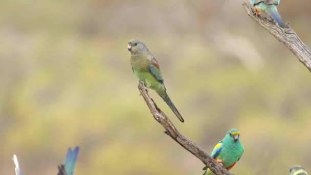 Samica Samiec Papugi Mulga Rezerwacie Gluepot Południowej Australii — Wideo stockowe