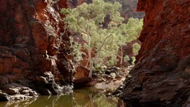 澳大利亚北部Tjoritja Macdonnell国家公园蛇纹石峡谷的一棵鬼胶树 — 图库视频影像