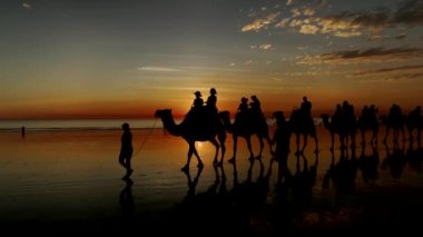 Günbatımında Broome, Batı Avustralya 'da kablo sahilinde yürüyen develerin yakın görüntüsü.