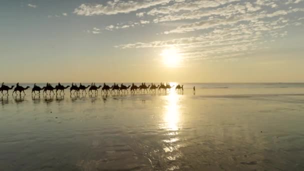 Clip Alta Velocidad Cuadro Paseo Camello Atardecer Playa Por Cable — Vídeos de Stock