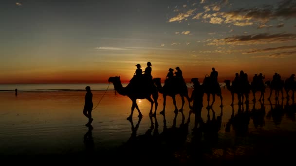 Günbatımında Broome Batı Avustralya Kablo Sahilinde Yürüyen Develerin Yakın Görüntüsü — Stok video