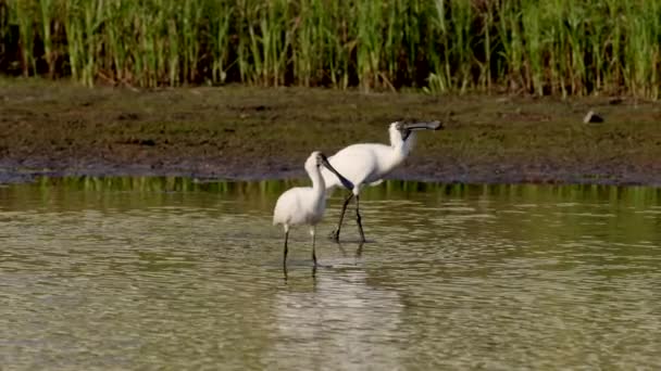 Slow Motion Tracking Shot Pair Royal Spoonbill Birds Wetland Central — Stock Video