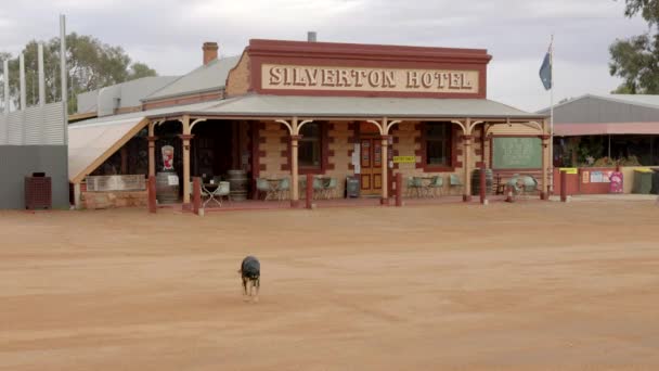 Anjing Kelpie Luar Hotel Bersejarah Perak Dekat Bukit Rusak Outback — Stok Video