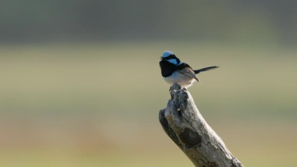 Slow Motion Clip Superb Fairy Wren Perched Stump Singing Central — Stock Video