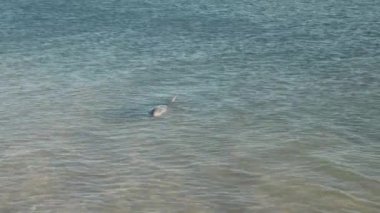 Şişeburunlu yunus batı Avustralya 'da Maymun Mia' da kıyıya yakın yüzüyor.