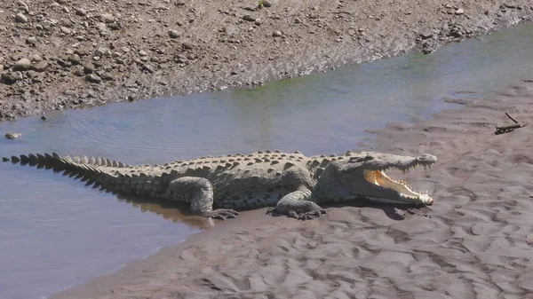 Crocodilo Americano Com Boca Aberta Enquanto Bronzeia Nas Margens Rio — Fotografia de Stock