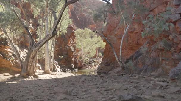 北の領土の西マクドネル国立公園 オーストラリアの冬の朝の蛇のゴージの広い眺め — ストック動画