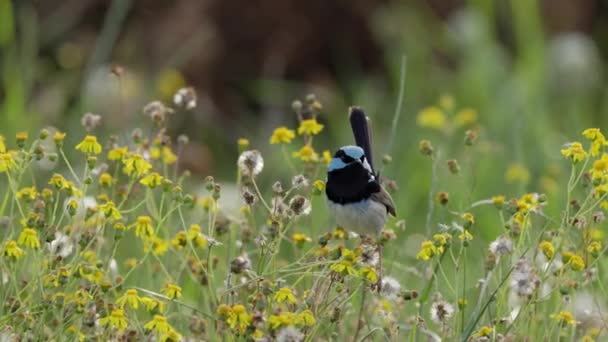 Slow Motion Front View Male Superb Fairy Wren Fireweed Reserve — Stock Video