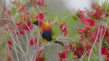 NSW, Avustralya 'nın merkez kıyısındaki kırmızı şişe fırçası çiçekleriyle beslenen gökkuşağı lorikeet' inin yüksek çerçeve oranı