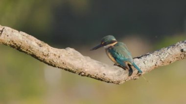 Avustralya, NSW 'nin orta kıyısındaki bir dalda kutsal bir balıkçının yavaş çekim arkası görüntüsü.