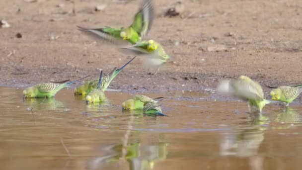 澳大利亚北部地区爱丽斯泉附近的红堤水洞边 一只从霍河中喝水的雏鸟的慢动作片段 — 图库视频影像