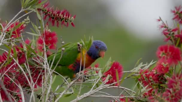 Rainbow Lorikeet Reaches Feed Red Bottlebrush Reserve Central Coast Nsw — Stock Video