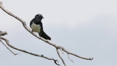 NSW, Avustralya 'nın orta kıyısındaki bir sulak araziden çağıran Willie Wagtail' in yavaş çekim açısı.