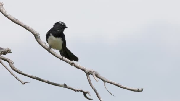 Pomalý Nízký Úhel Záběru Ptáka Willie Wagtail Volajícího Mokřady Centrálním — Stock video