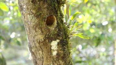 Kosta Rika 'daki bir bulut ormanında ölü bir ağacın gövdesindeki göz kamaştırıcı Quetzal yuvası.