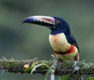 Kosta Rika 'daki Boca tapada' da bir ağaç dalına tünemiş yakalı bir Aracari 'nin yakın çekim görüntüsü.