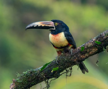 Kosta Rika 'daki Boca tapada' da bir ağaç dalına tünemiş bir Aracari.