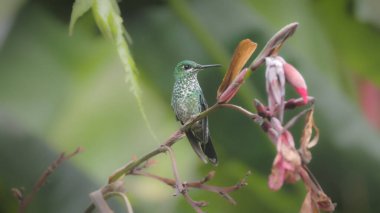 Dişi yeşil taçlı, parlak bir sinekkuşu Costa rica 'da yağmurda bir tünekte.