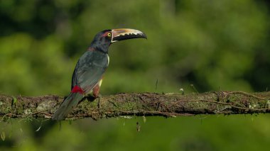 Kosta Rika 'daki Boca tapada' da bir ağaç dalına tünemiş bir Aracari Toucan 'ın dikiz görüntüsü