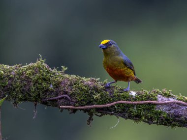 Kosta Rika 'da Boca tapada' da bir ağaç dalına tüneyen zeytin sırtı bir erkek öforisi.