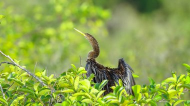 Bir anmeninga kuşu Florida 'daki Everglades Ulusal Parkı' ndaki bir gölet elma ağacında dinlenirken kanatlarını çırpar.